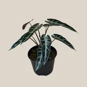 Alocasia Bambino (Alocasia Amazonica 'Bambino') - 6 Inch Indoor Houseplant