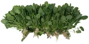 5 Heads of Watercress