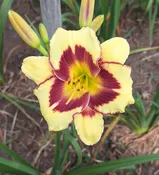 El Desperado — Hillsdale Lily Garden