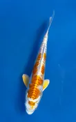 16cm Japanese Imported Yellow Dragon - QT7-96
