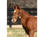 Quillin Newborn &amp; Foal Halter