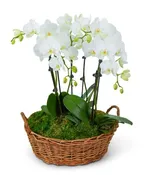 SERENITY ORCHID PLANT