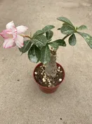 05″ Adenium Obesum