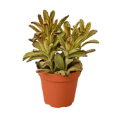 Kalanchoe Tomentosa 'Chocolate Soldier' Succulent - 4" Pot