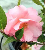 Camellia hybrid ‘Taylor’s Perfection’ TRELLIS