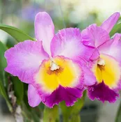 Cattleya Orchids