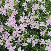 Candy Stripe Creeping Phlox