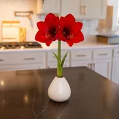 White Waxed Red Lion Amaryllis Gift