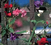 Deer & Bird Netting