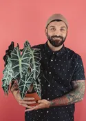 Alocasia Amazonica 'Polly'