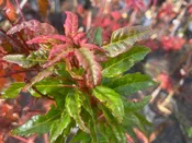 Acer palmatum 'Beni Hagoromo' Japanese Maple