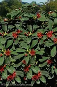 Southern Living – Miss Scarlett Illicium #3 Gallon