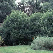 Arrowwood Viburnum