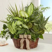 European Dish Garden
