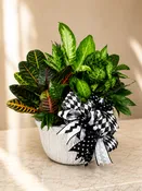 Extra Large Dish Garden — Corner Creations by Dana
