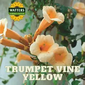YELLOW TRUMPET VINE 2gal STAKED