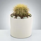 Full Moon Cactus Plant by BloomNation™