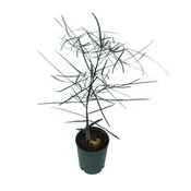 Brachychiton rupestris (Queensland Bottle Tree)