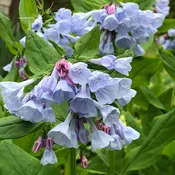 Mertensia virginica