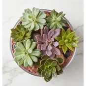 Live Inventory - Succulent Garden in 8"x 4" Glass Container - $120 — Village Green Flowers & Gifts