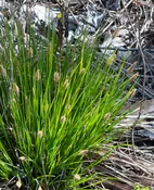 bangor sedge (Carex stricta)