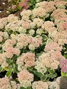 Sedum x  'Autumn Charm' or 'Lajos'