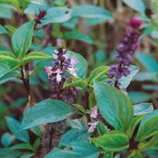 Basil 'Thai Siam Queen'