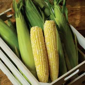 Allure Corn