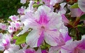 AZALEA ENCORE AUTUMN TWIST (3 GALLON) azalea x ‘encore’