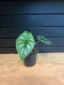 Alocasia ‘Dragon Scale’ 4” Pot — YELO APLE