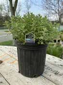 ‘Walker’s Low’ Catmint #2