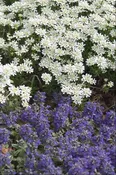 Alexander’s White Candytuft (IBERIS S. ALEXANDERS WHITE) - 1 gallon