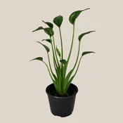 Alocasia Tiny Dancer (Alocasia Brisbanensis x Alocasia Odora 'Tiny Dancer') - 6 Inch Indoor Houseplant