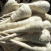 Albion F1 Untreated, NOP-Compliant Pellet, Parsnip Seeds