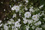 Baby’s Breath – Covent Garden White