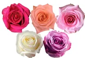 Rose Combo Box - 125 Stems