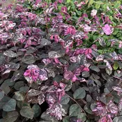 Jazz Hands Variegated® White Chinese Fringe-Flower (Loropetalum)