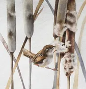 Wren In Cattails 2 — Rebecca Kahrs