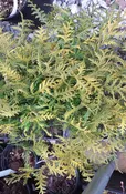 Vintage Gold Cypress