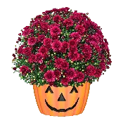 12" Mum Pumpkin Pot Plumberry Purple