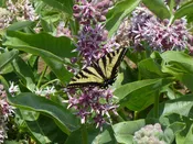 Native Showy Milkweed - 1/8 ounce