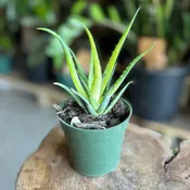 Aloe Solar Flare 4”