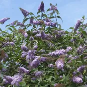 Butterfly Bush