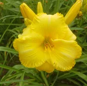 English Witch — Hillsdale Lily Garden
