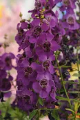 ANGELONIA – ARCHANGEL DARK PURPLE
