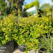 Abelia 'Kaleidoscope'