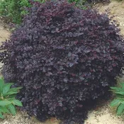 Cerise Charm Loropetalum