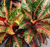10" Croton - Fantasy (4'-5') - T5320