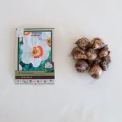 Narcissus 'Pink Charm' Pk/7