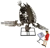 Archelon ischyros Skeleton – Display Replica